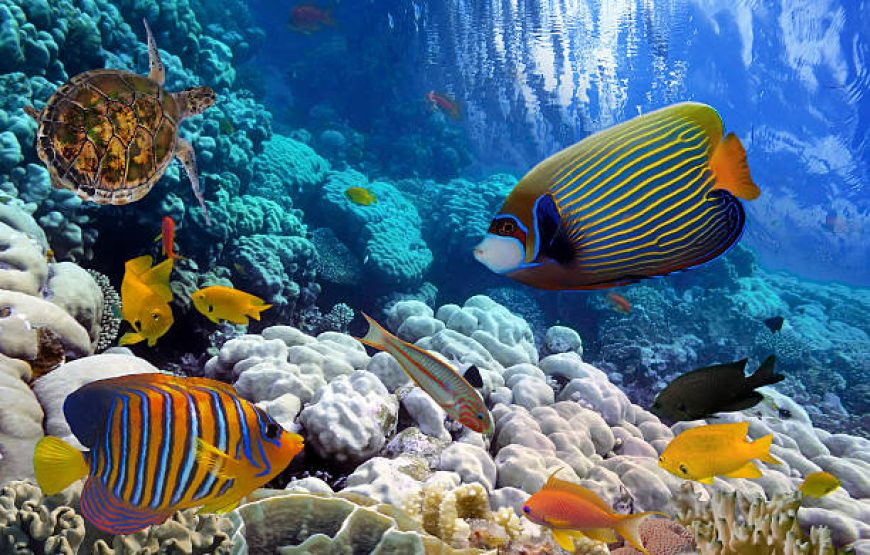 Orange Bay Hurghada Snorkeling Trip