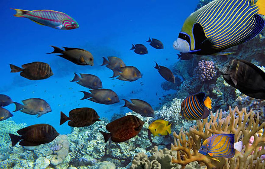 Orange Bay Hurghada Snorkeling Trip