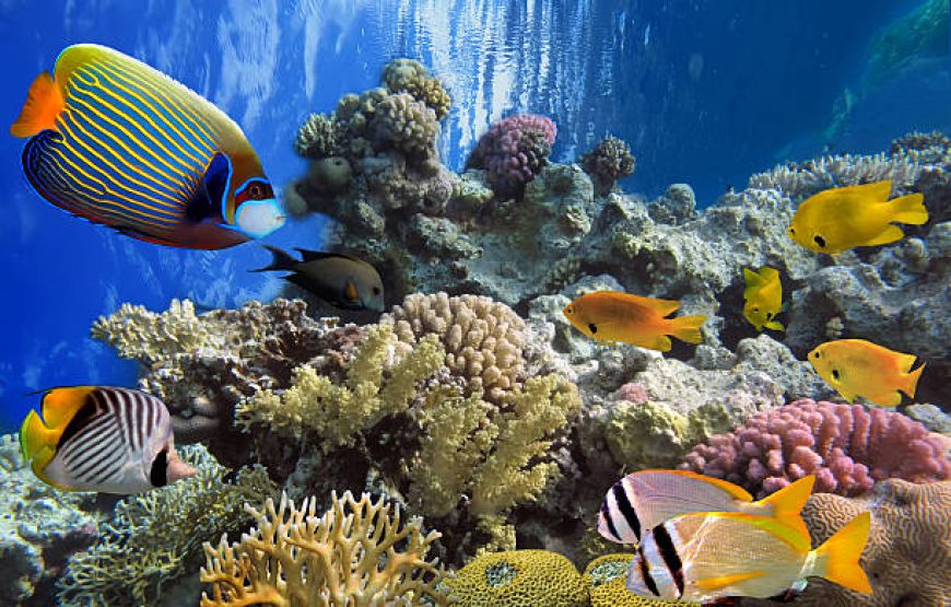 Orange Bay Hurghada Snorkeling Trip